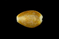 藏品(紅花寶螺)的圖片